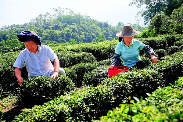 叫响惠州荔枝全省特色农业金字品牌